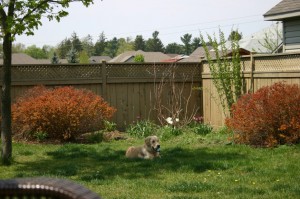 Golden retriever in the garden