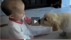 Labrador Puppy and Baby