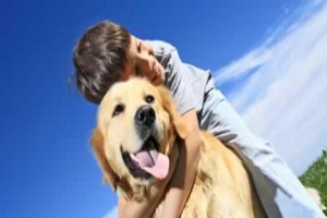 Golden Retrievers are sweet, loveable dogs, but require a lot of care, attention, and exercise.
