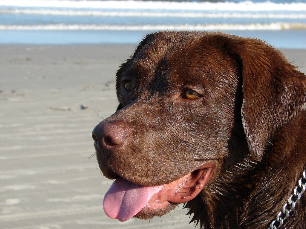 Labs are one of the easiest breeds to train.