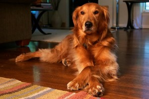 Both Goldens and Labs are lovable family dogs.