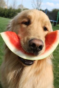 Golden Retriever food consideration