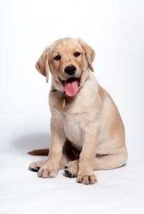 Find out how puppies learn so that you can teach your puppy.