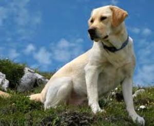 Labradors are intelligent and their training is a bit easier as opposed to some other breeds.
