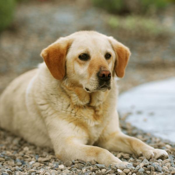 Labrador retrievers love grooming.