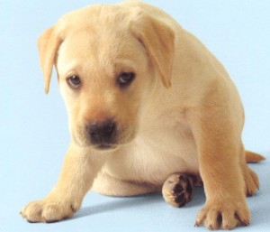 Training a Labrador puppy is demanding.