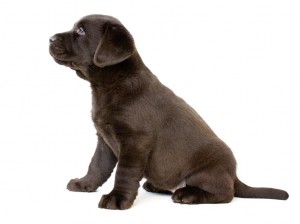 Labrador Retrievers are owned by millions of people!