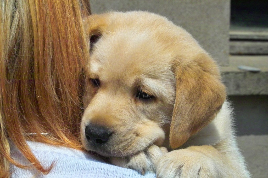 Due to their intelligent nature, Labradors are used as guide and police dogs.