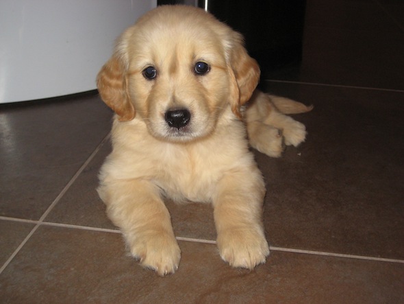 Golden Retrievers are so incredibly special!