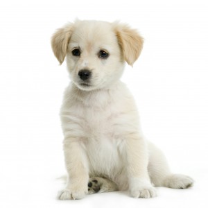 Get prepared before bringing home an adorable Golden Retriever puppy.