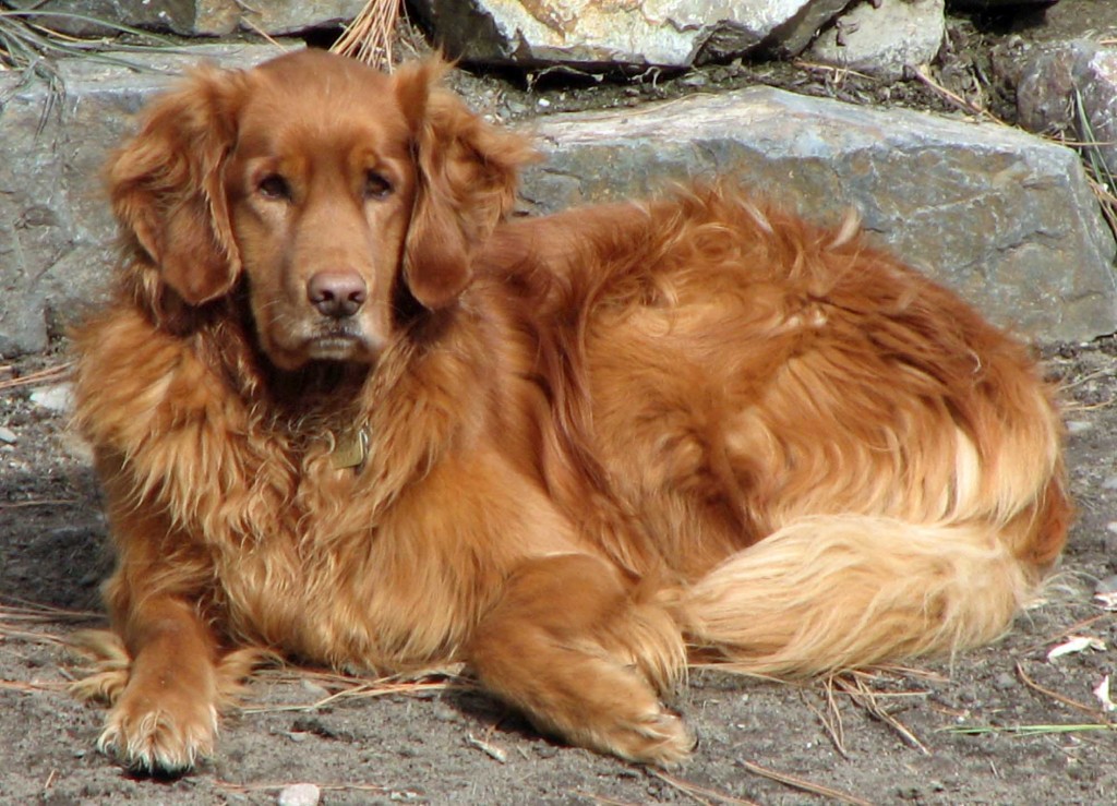 Golden Retrievers are among the most popular family pets.