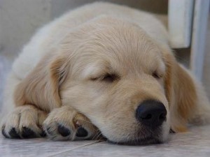 Some sleeping tips will improve your ability to manage when and how long your Golden Retriever sleeps.