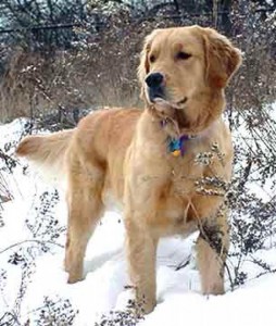 Golden Retrievers are considered gun dogs.