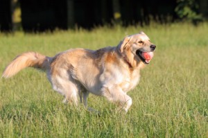 Golden Retrievers are fantastic dogs.