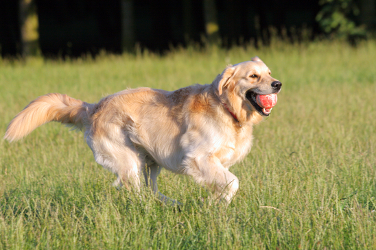 Golden Retrievers are fantastic dogs.