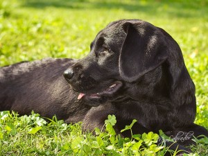 For many years, Labradors have been the most popular dog breed in the world.