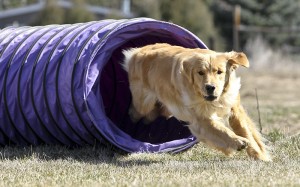 Consistency plays a key role in Golden retriever training.