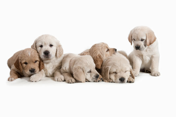 All types of Golden Retrievers are beautiful and friendly.