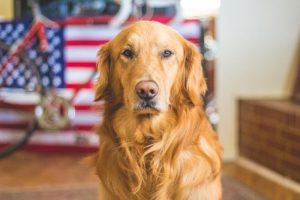 Adorable Golden Retriever