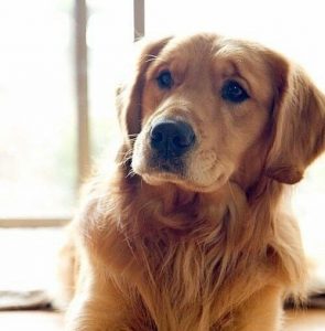 brown labrador dog