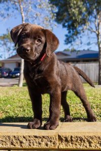 chocolate labrador puppy