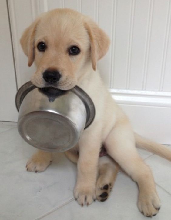 gold labrador puppy food bowl