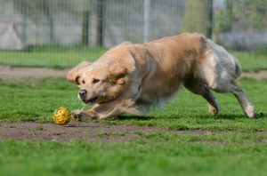 Golden Retriever playing outside