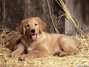 Golden Retrievers are very easily identifiable.