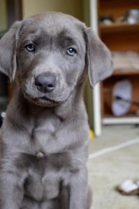 grey labrador puppy