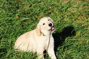 Little Retriever puppy