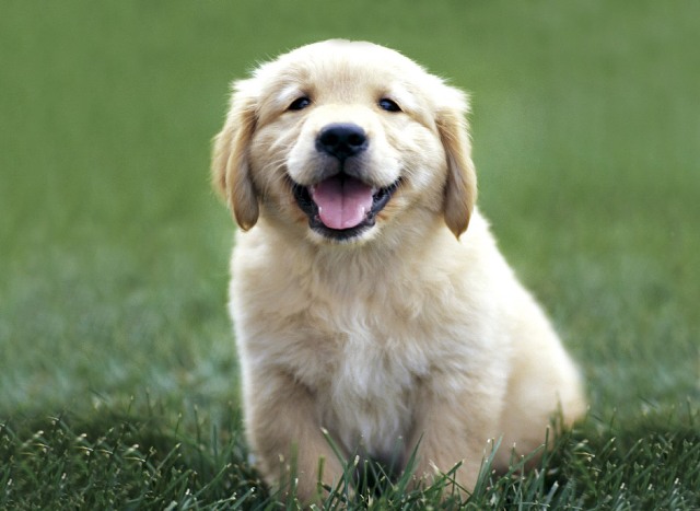 With the Mini Golden Retriever, owners with a small space can have the dog of their dreams.