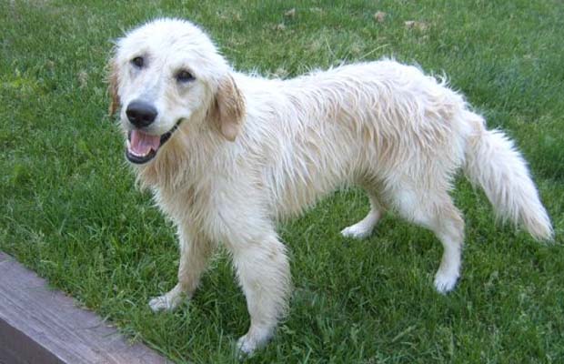 Golden Retriever tussles with a cougar to save his owner's life.