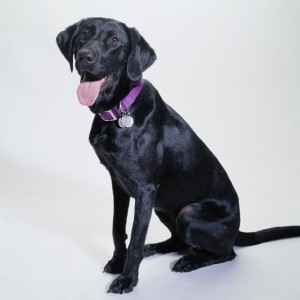 Labrador Retrievers come in several body shapes and sizes.