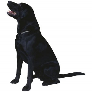 Labradors are versatile dogs.