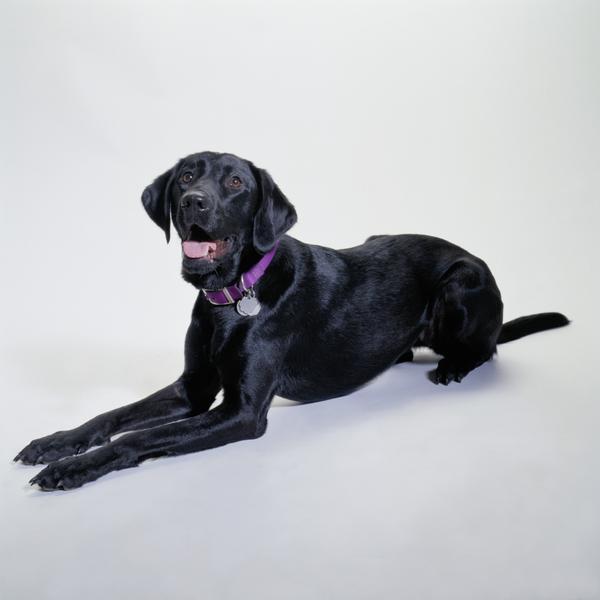 The British Labrador is described as a "calm and thoughtful hunting machine."