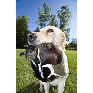 Both Labradors and Goldens make excellent hunting companions.