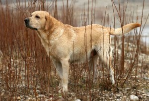 Labradors are easy to train and they are very social.