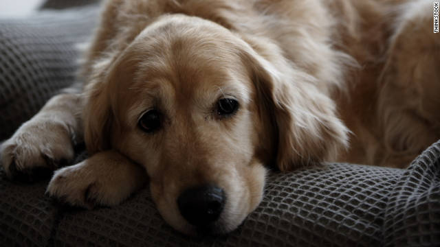 Golden Retriever's large floppy ears are a breeding ground for ear infections and ear mites.