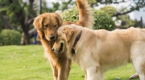 Goldens are multi-talented dogs.