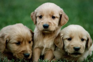 Golden Retrievers are long-hair dogs with solid yellow fur.