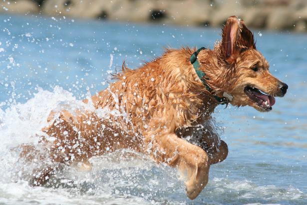 Golden Retrievers are active dogs and need a lot of exercise every day.