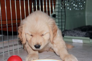 Goldens are a human attention- craving breed, so it isn’t surprising they whine more frequently compared to other breeds of dog.