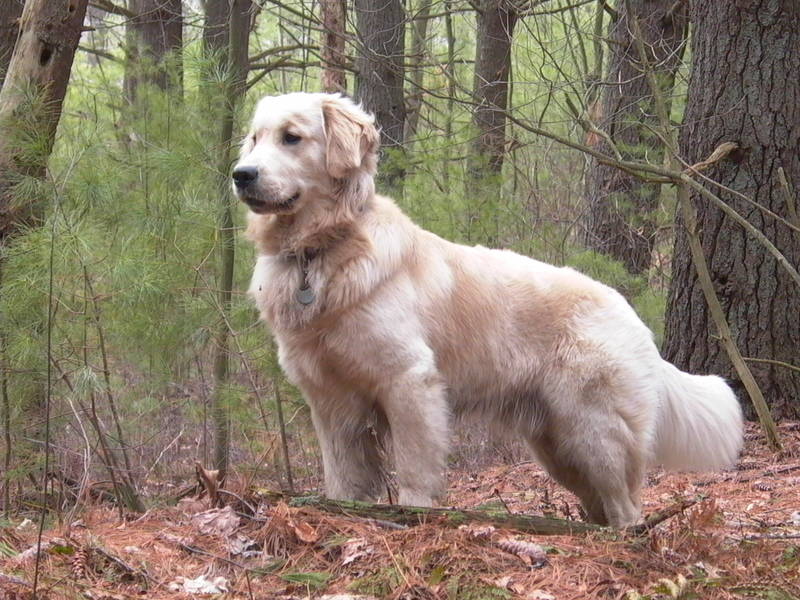 Both Goldens and Labs are awesome dogs.