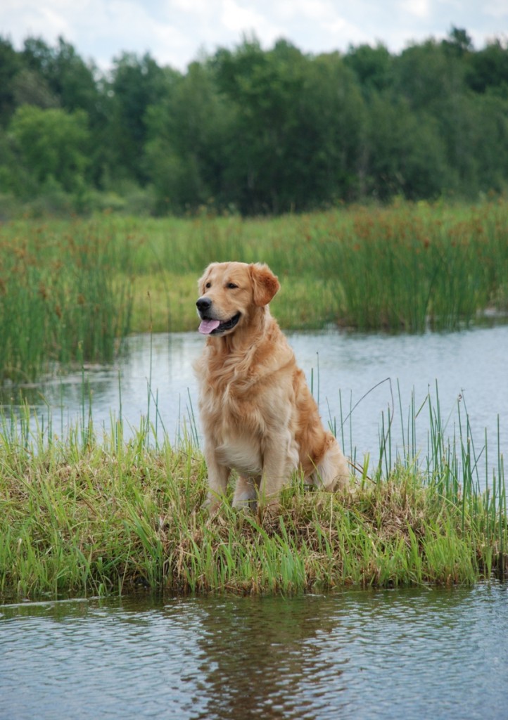 Golden Retriever is not a dog for everyone!