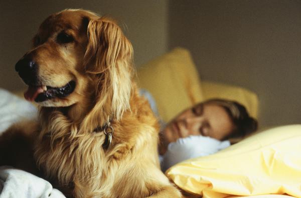 Goldens are at risk for a few genetic illnesses.