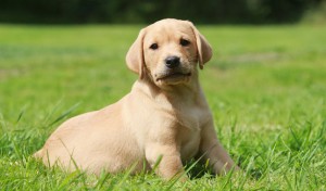 Labradors are good-looking, smart, and family-friendly dogs.