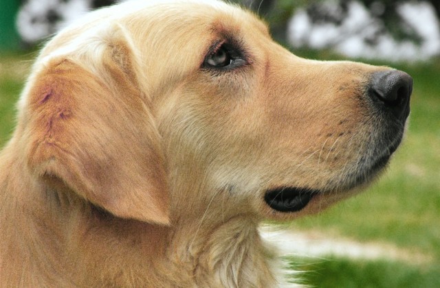 Labrador retrievers are active, intelligent, and excellent family dogs.