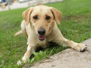 Labradors are good-looking, smart, and family-friendly dogs.