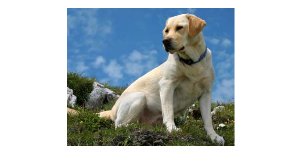 Labradors are among the easiest dogs to train.