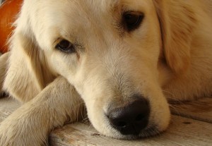 There are a number of things you can do to increase your Golden Retriever's lifespan.